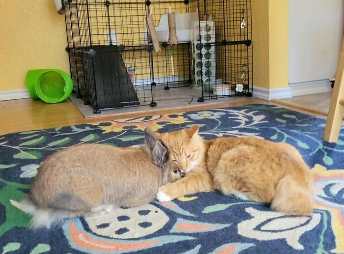 Cat And Bunny