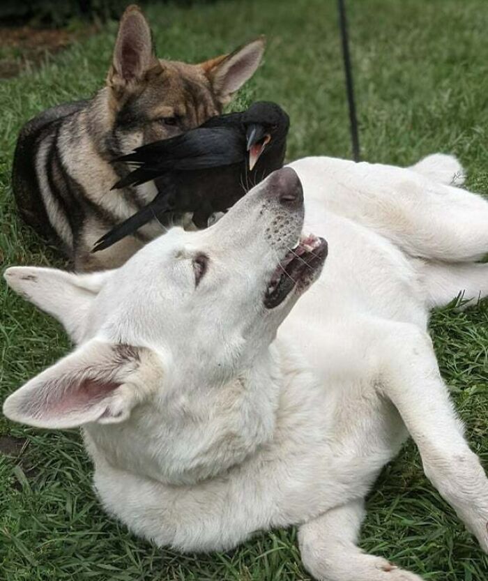 Just A Crow And His Canines