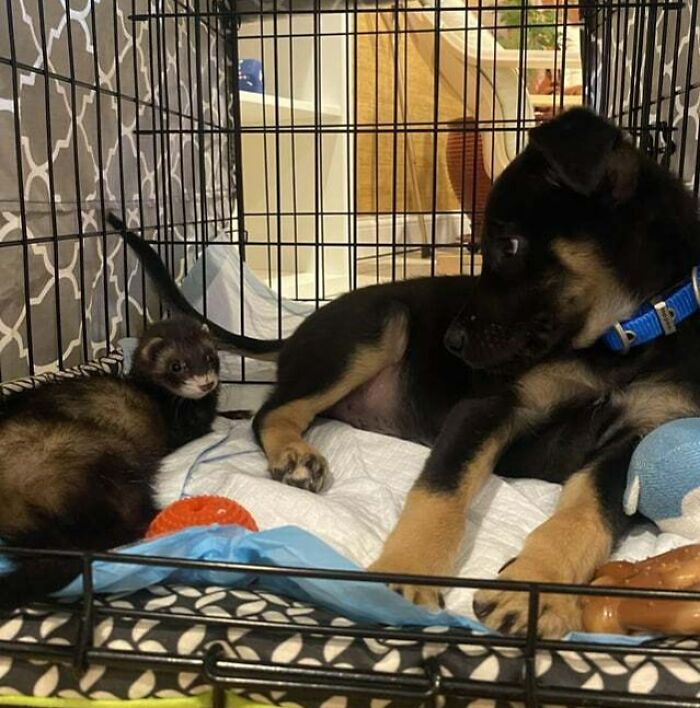 “I Guess I’ll Share My Crate With You”