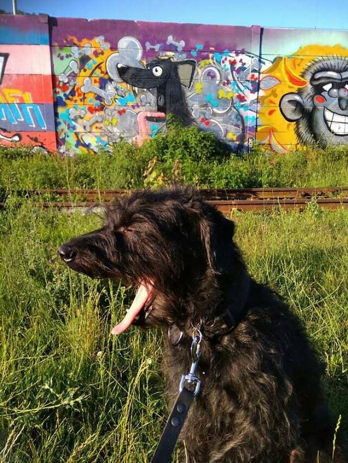 My Dog Yawned At The Exact Moment I Took A Photo Of Him In Front Of The Graffiti That Looks Like Him