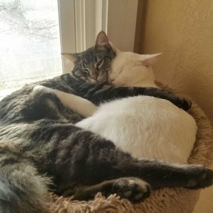 These Two Babies Were Cuddling Just Like This For Hours Today, They're Best Friends