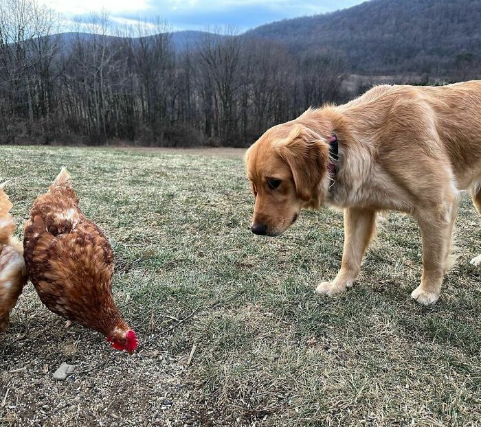 I Love Watching My Dogs And Chickens Run Around The Yard Together Enjoying Their Day