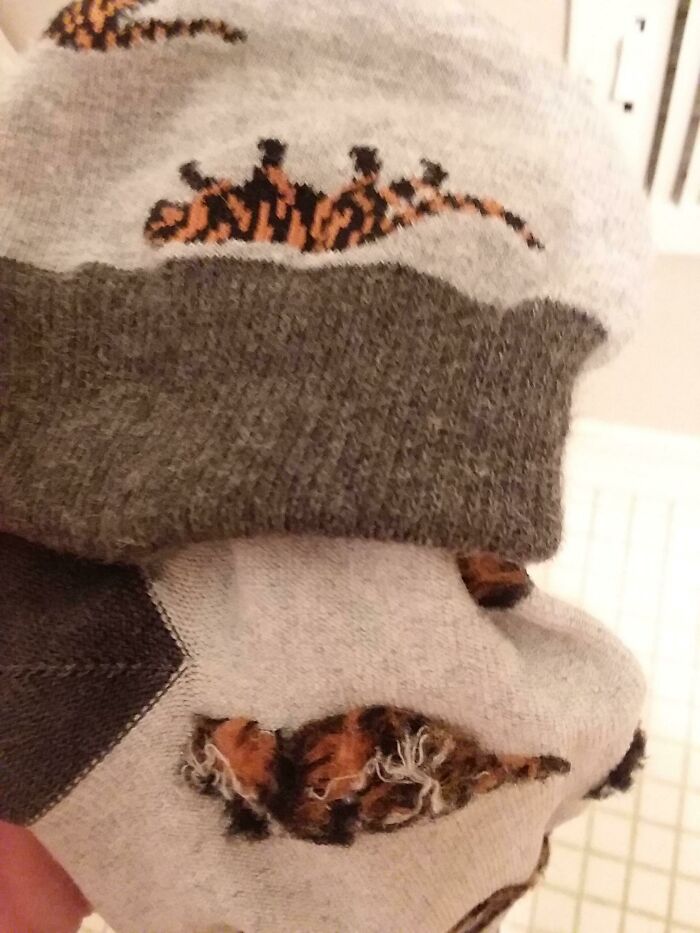 Los tigres parecen gatos domésticos cuando das vuelta el calcetín 