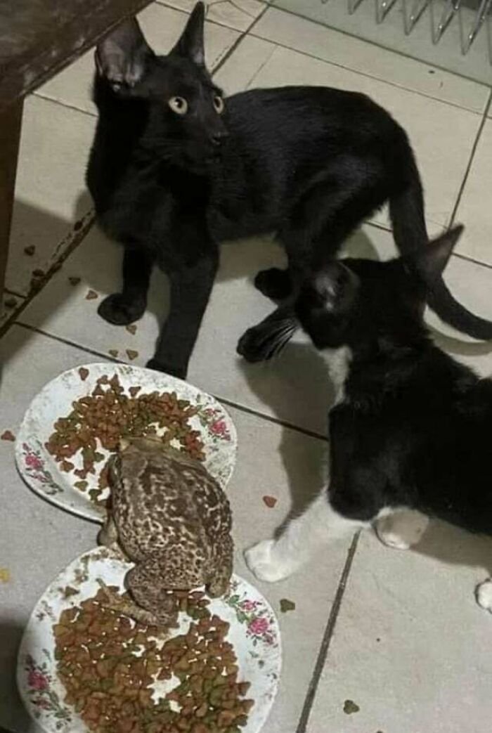 I’m Tired! These Animals Always Try To Eat My Toad’s Food 