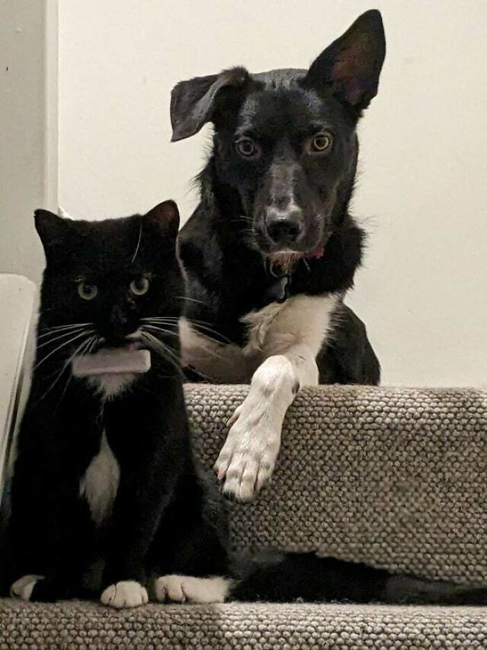 We Colour Code Our Animals 