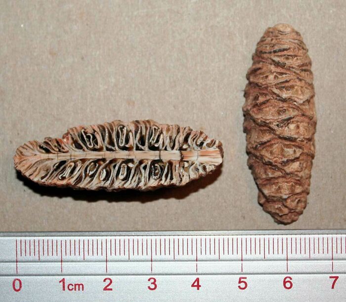 Fossilized Conifer Cone From The Middle Jurassic (Pararaucaria Patagonica)
