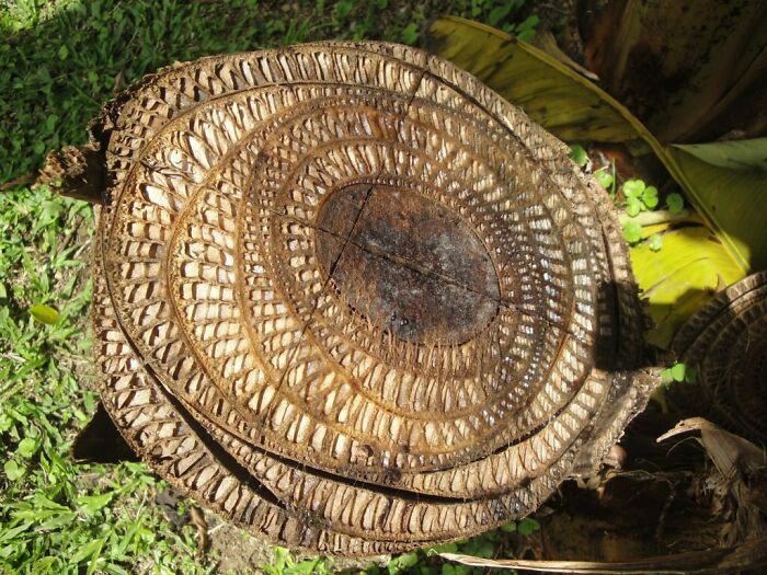 Cross-Section Of A Banana Tree Trunk