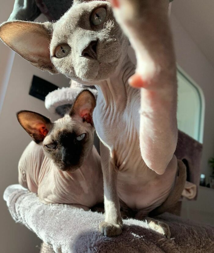 Gray Sphynx cats looking