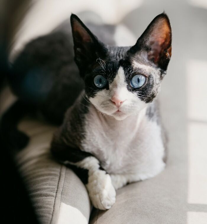 White and black Minskin cat with blue eyes