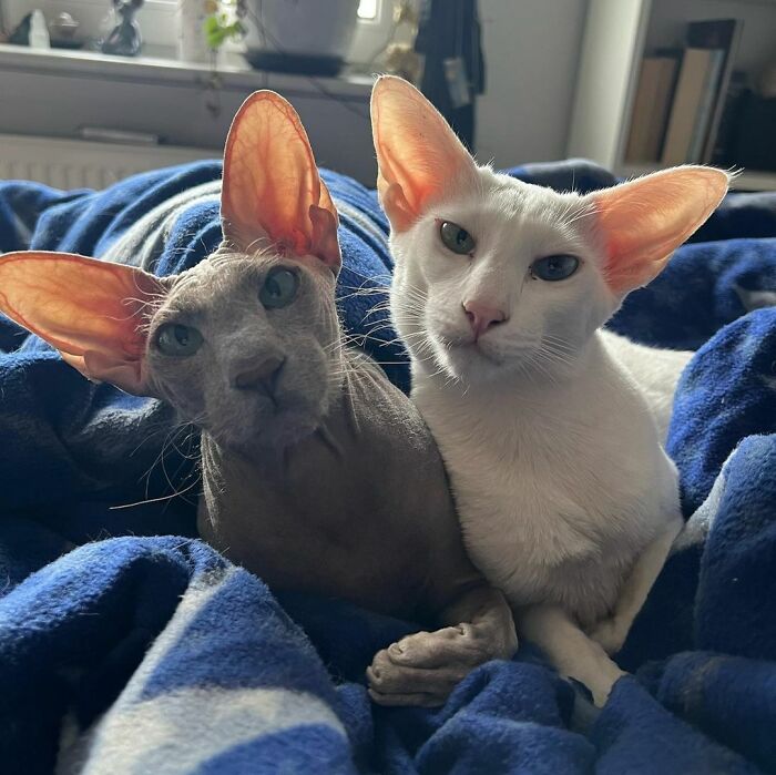 Gray and white Peterbald cats looking