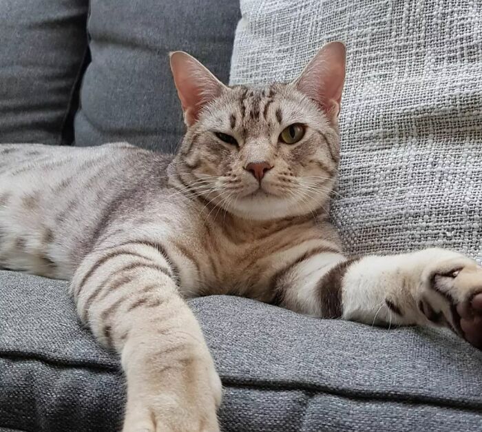 Gray Ocicat cat with stripes 