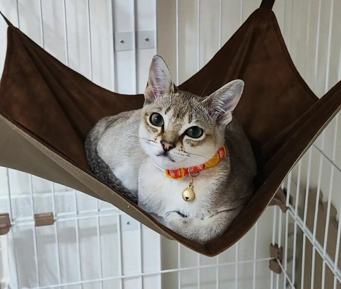 Gray Singapura cat in hamac