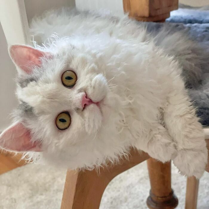 White Selkirk Rex cat with green eyes
