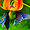 melonyfruitloop avatar
