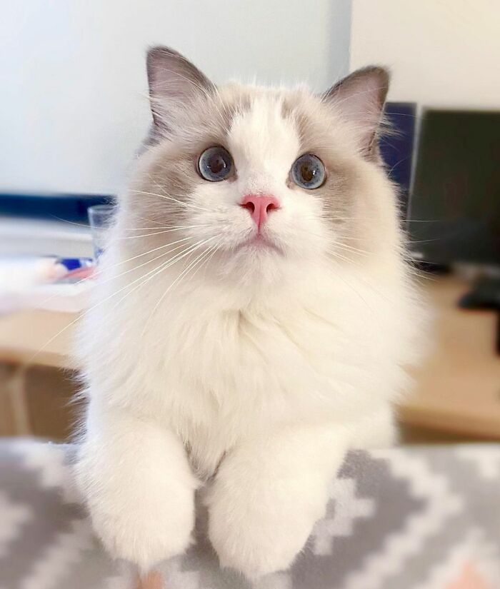 White and gray with blue eyes Ragdoll cat looking