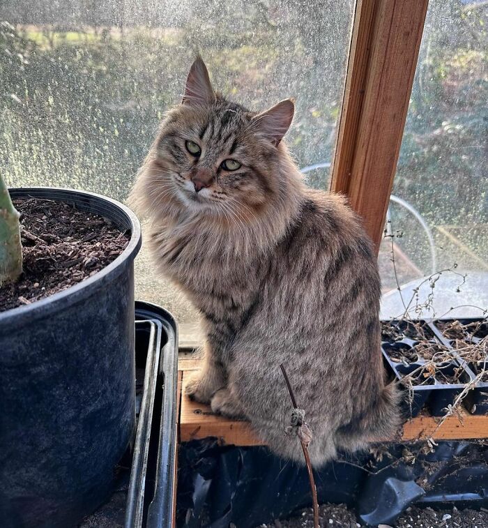 30 Unique Cat Breeds That Stand Out From The Crowd | Bored Panda