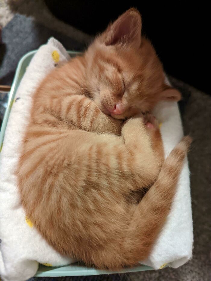 This Is Frax. He Is 3 Weeks Old