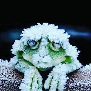 jamiemontgomery avatar