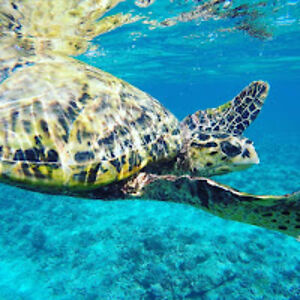 nikolkrpalkova avatar