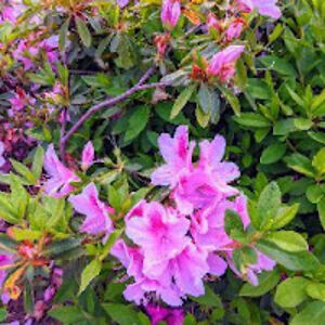 kninearoberts avatar