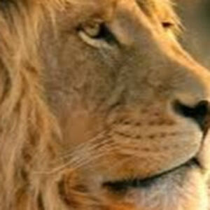 abhijatchauhan avatar