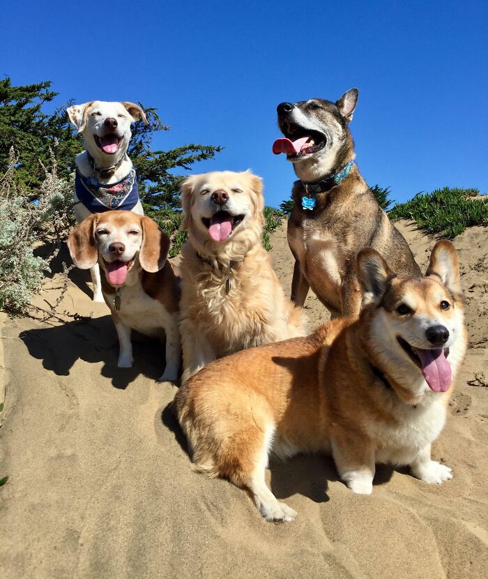 My Dog Walker Likes To Send Photos From The Walks, No Idea How He Gets Them To Pose Like This (My Dog Is In The Middle)