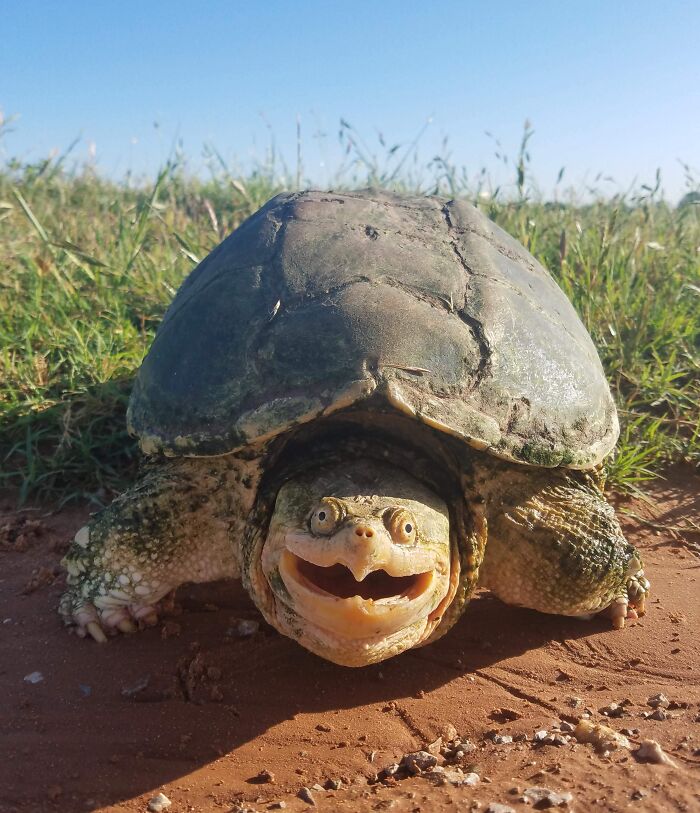 Photogenic Snapping Turtle