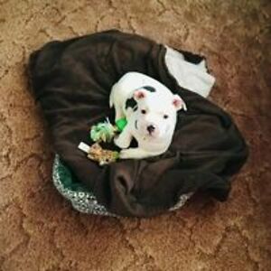 anita_holliman avatar