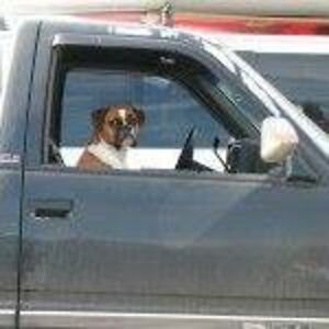 jealousmoondoggie avatar