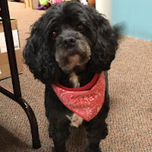 katyschalles_1 avatar