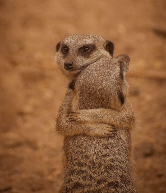 I Took A Picture Of Two Meerkats Hugging