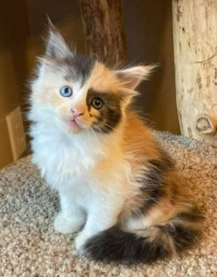 Kitty's Face Looks Like It's Made Like A Puzzle