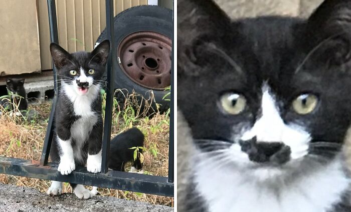 Kitty Has Another Kitty On It's Nose?