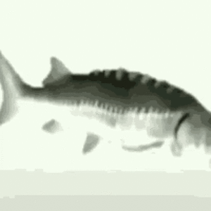 tomasowczarskitom avatar