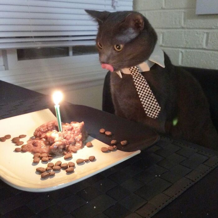 My Cat Nimbus, Celebrating His Birthday Like A Gentleman
