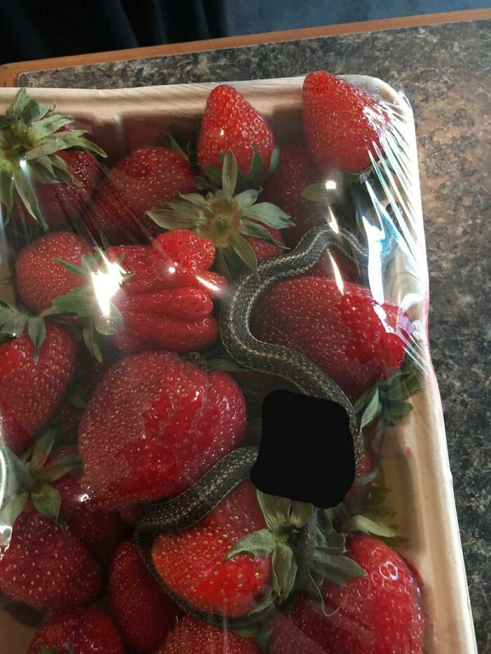 Mi hermana compró algunas fresas de una cadena de supermercados muy grande en la Columbia Británica en Canadá ¡Viene con un premio vivo dentro!