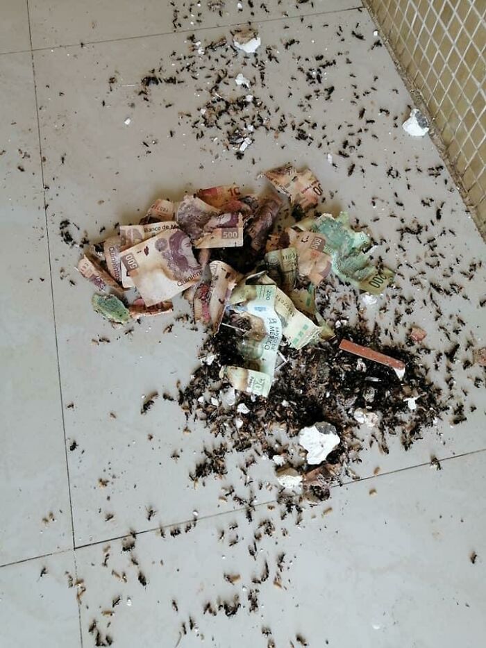 I Wanted To Use Some Of My Savings And Then I Saw They Were Eaten By Ants