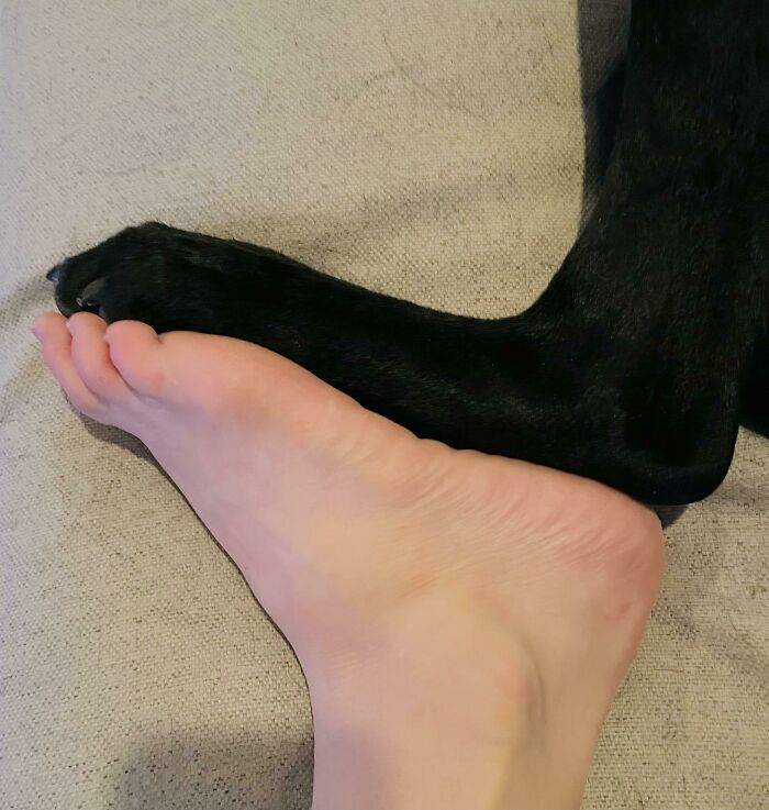 My Dog And I Have The Same Size Foot