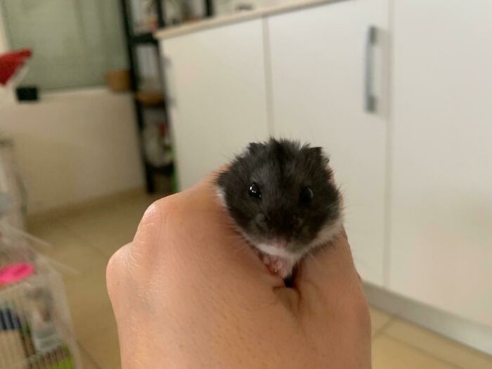 Little Plum As A Baby