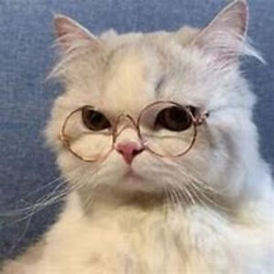 sarahbethsipp avatar