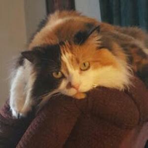 denisemelcher avatar