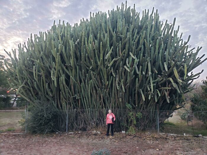 Mi madre junto a estos cactus medianos 