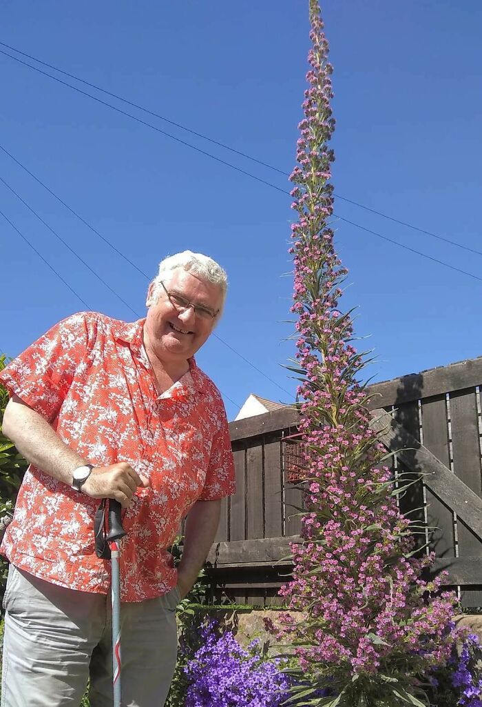 Here's My Echium Pink Fountain. It's About 2.5m Tall And Still Growing. Me For Size Comparison