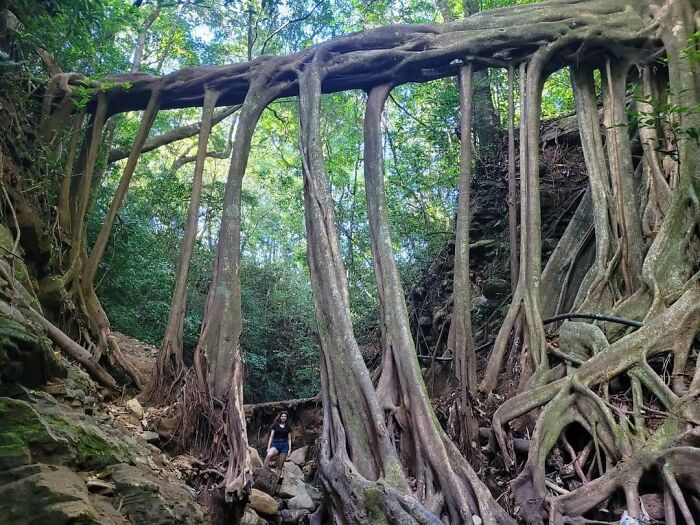 Un puente natural de raíces de ficus. Estoy en la foto para que se note el tamaño 