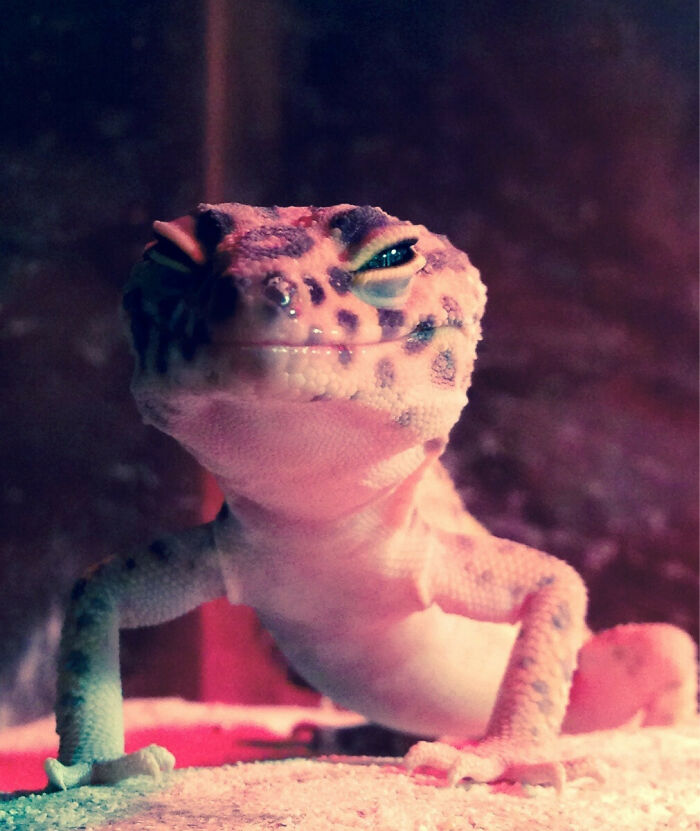 Gecko looking and smiling