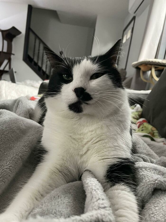 Black and white cat lying and looking