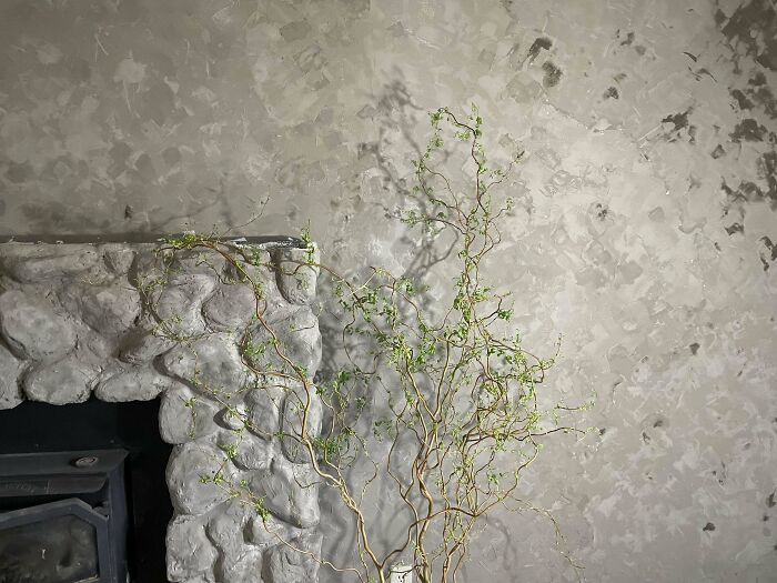 Plant on the grey wall 
