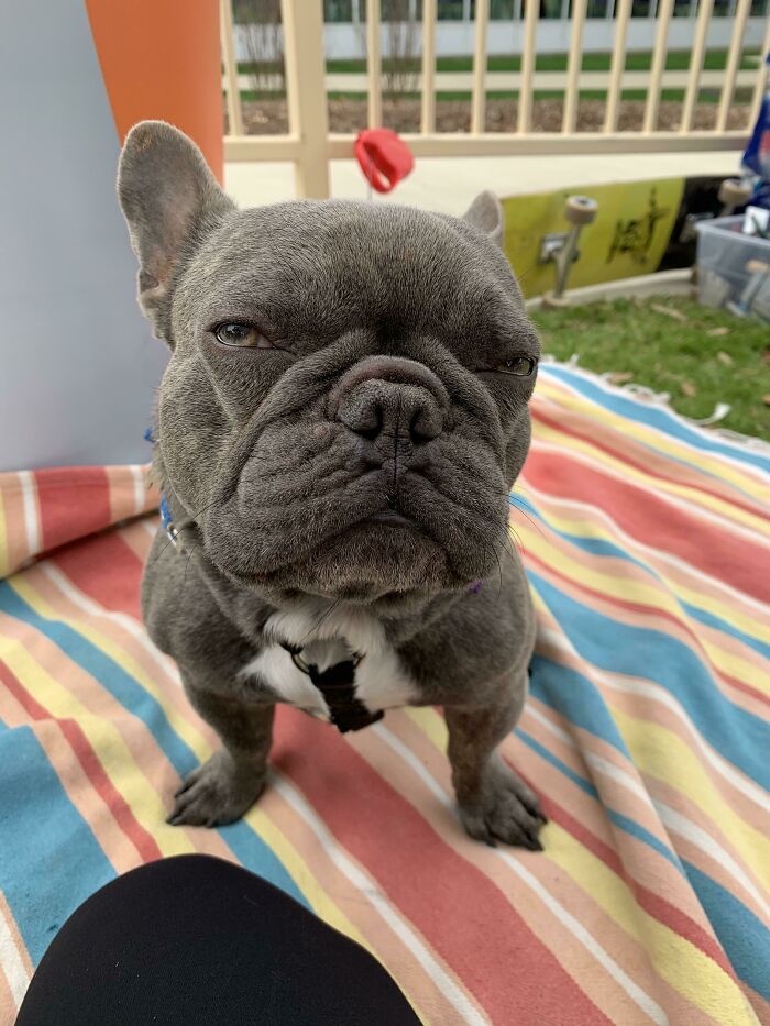 Black dog close up looking