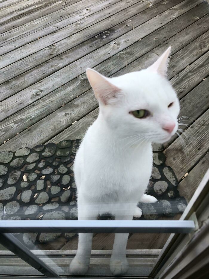 White cat with green eyes looking