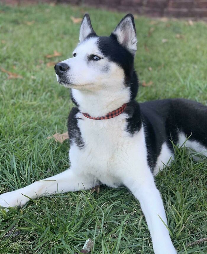 Husky lying on the grass and looking